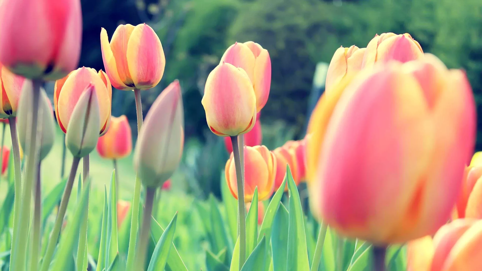 tulip