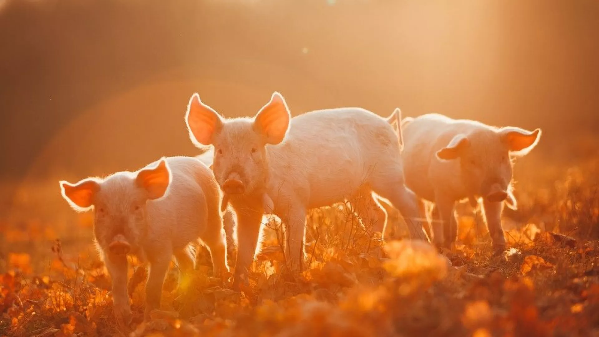 pigss