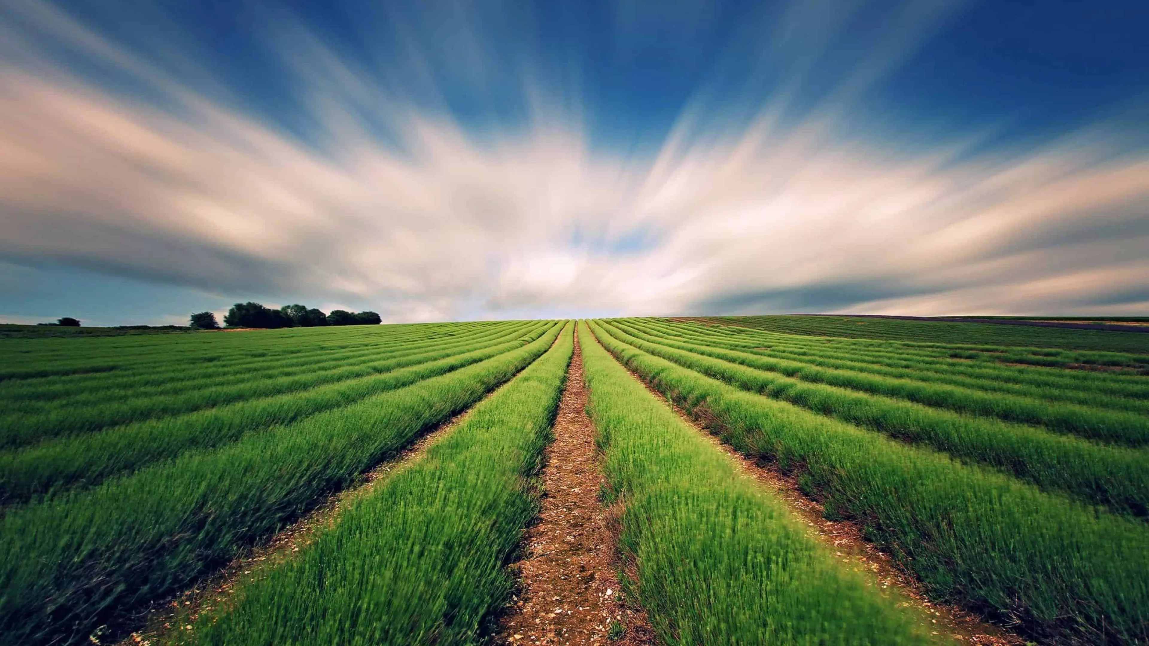grass